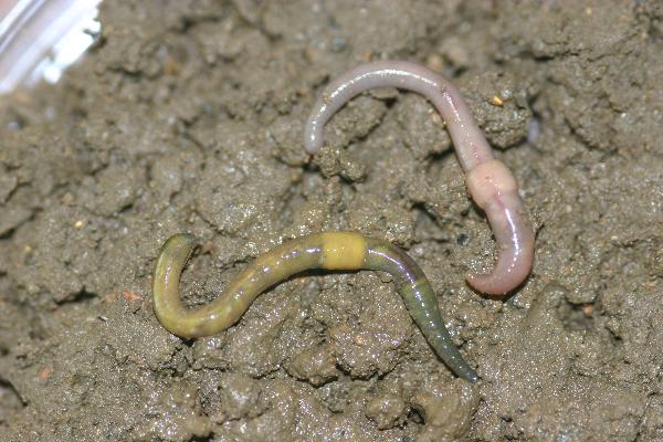 Photo of Allolobophora chlorotica by Earthworm Research Group University of Lancashire
